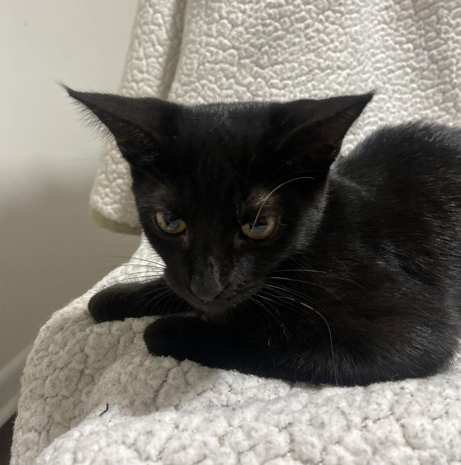 Tinker Bell thumbnail 4