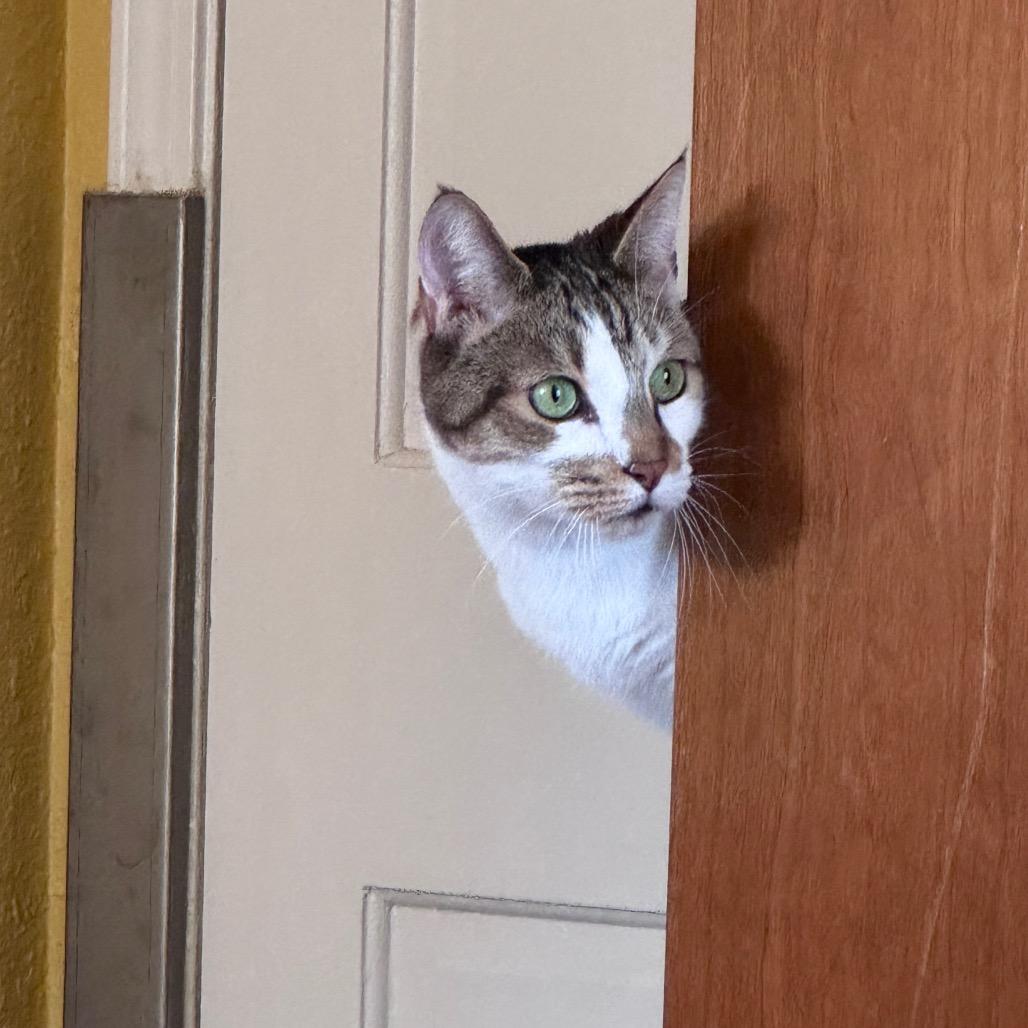 Enlarge Brownie, a ADOPTABLE Domestic Short Hair in Fenton, MI image 4/4