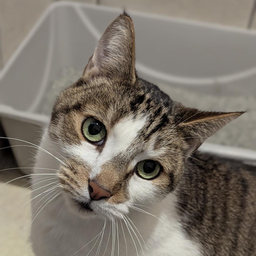 Enlarge Brownie, a ADOPTABLE Domestic Short Hair in Fenton, MI image 3/4