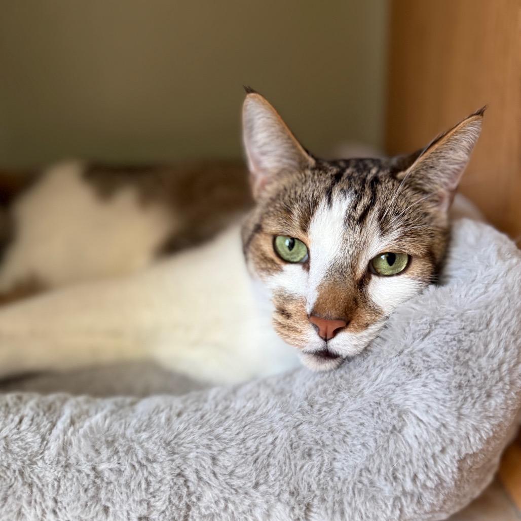 Enlarge Brownie, a ADOPTABLE Domestic Short Hair in Fenton, MI image 2/4