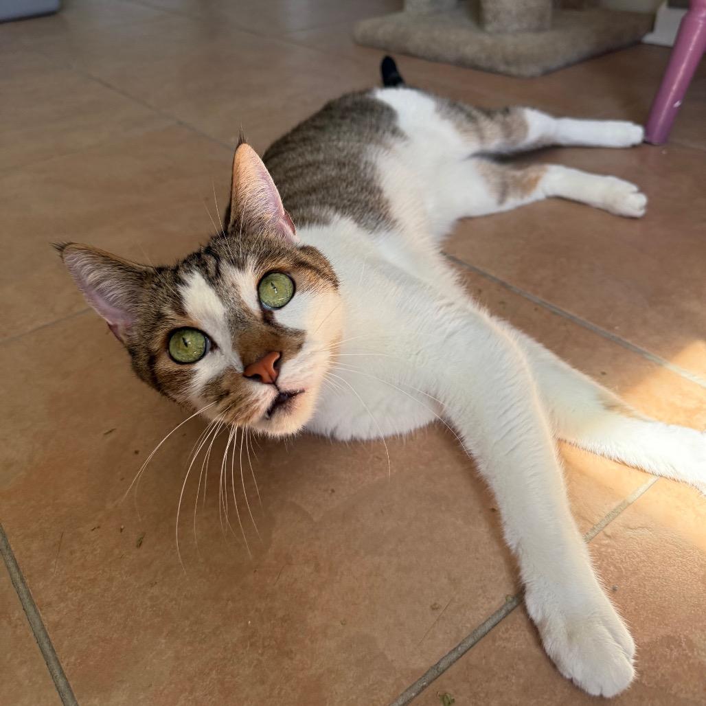 Brownie, ADOPTABLE, Young Male Domestic Short Hair.