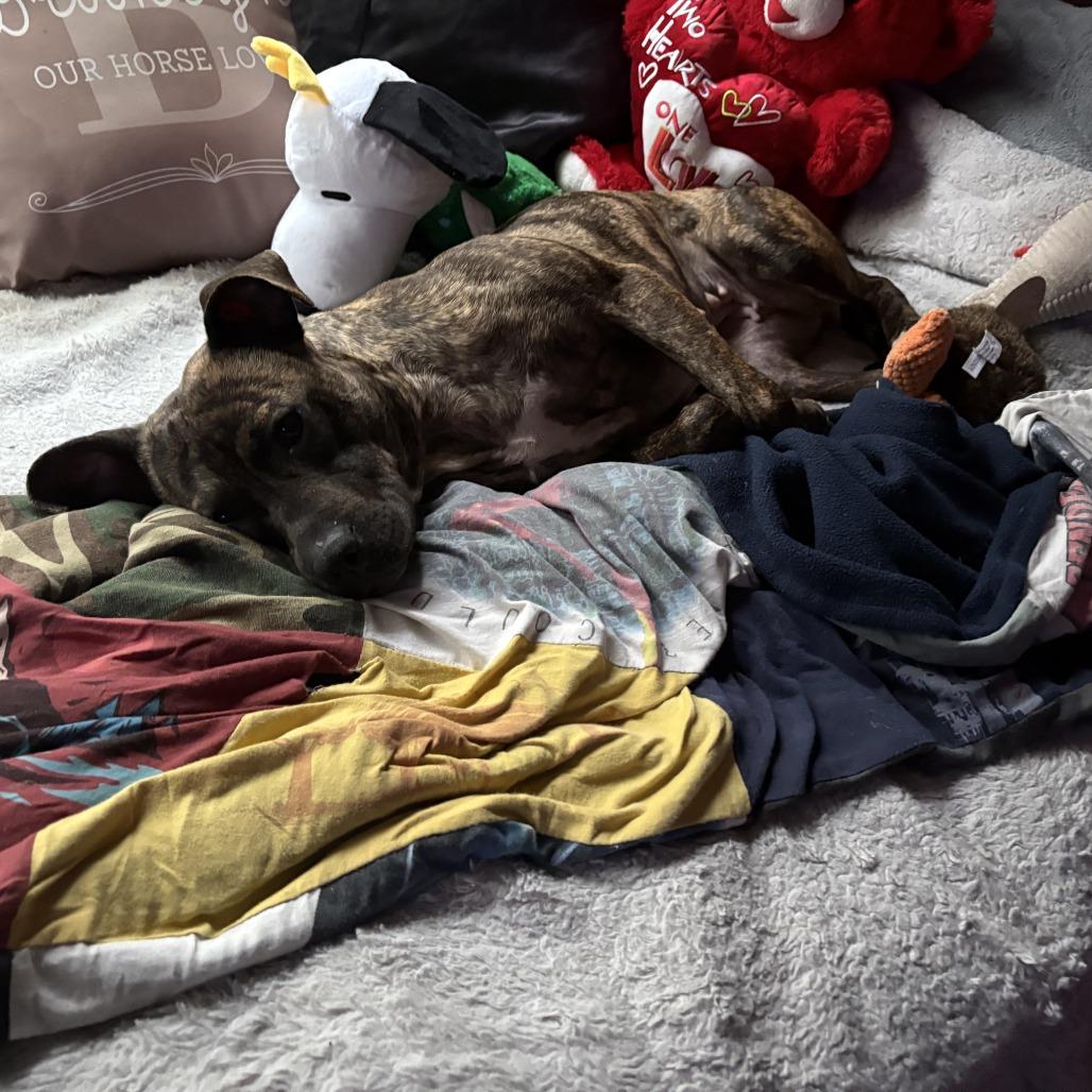 Enlarge Princess Potato, a Adoptable Mixed Breed in Philadelphia, PA image 1/6