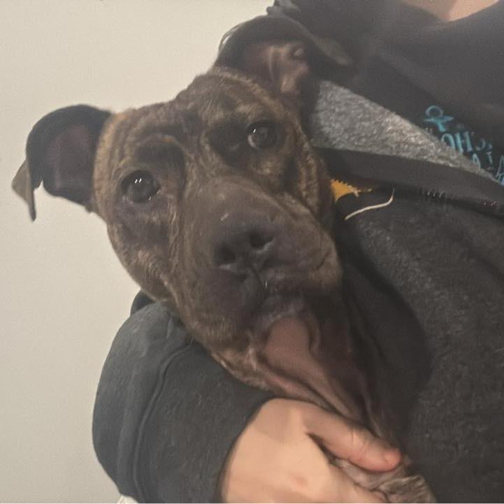 Enlarge Princess Potato, a Adoptable Mixed Breed in Philadelphia, PA image 2/6