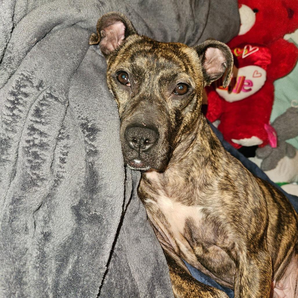 Enlarge Princess Potato, a Adoptable Mixed Breed in Philadelphia, PA image 3/6