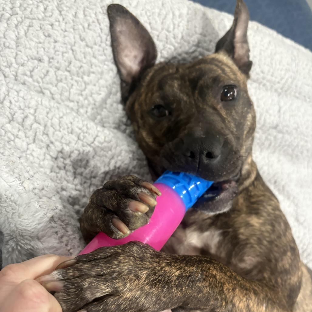 Enlarge Princess Potato, a Adoptable Mixed Breed in Philadelphia, PA image 4/6