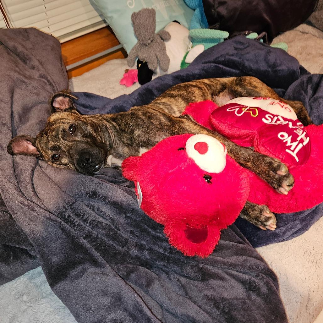 Enlarge Princess Potato, a Adoptable Mixed Breed in Philadelphia, PA image 5/6