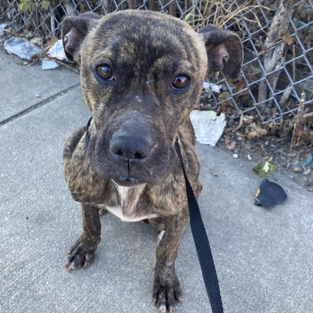 Enlarge Princess Potato, a Adoptable Mixed Breed in Philadelphia, PA image 6/6