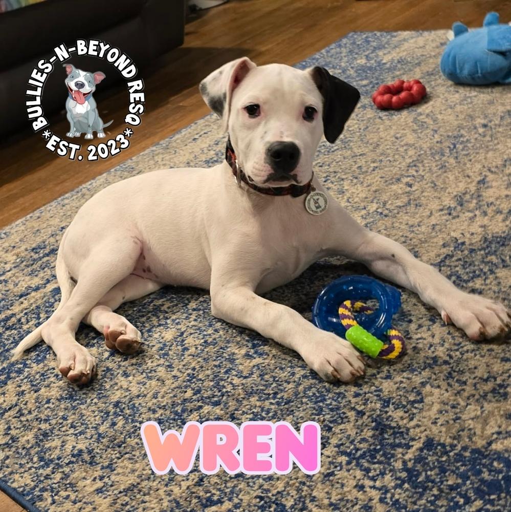 Wren, Adoptable, Puppy Female American Staffordshire Terrier.