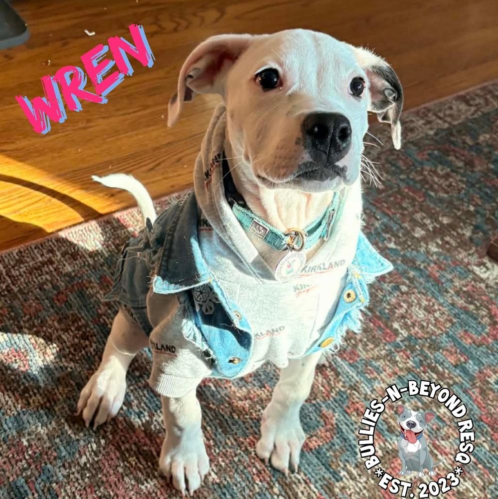 Wren, Adoptable, Puppy Female American Staffordshire Terrier.