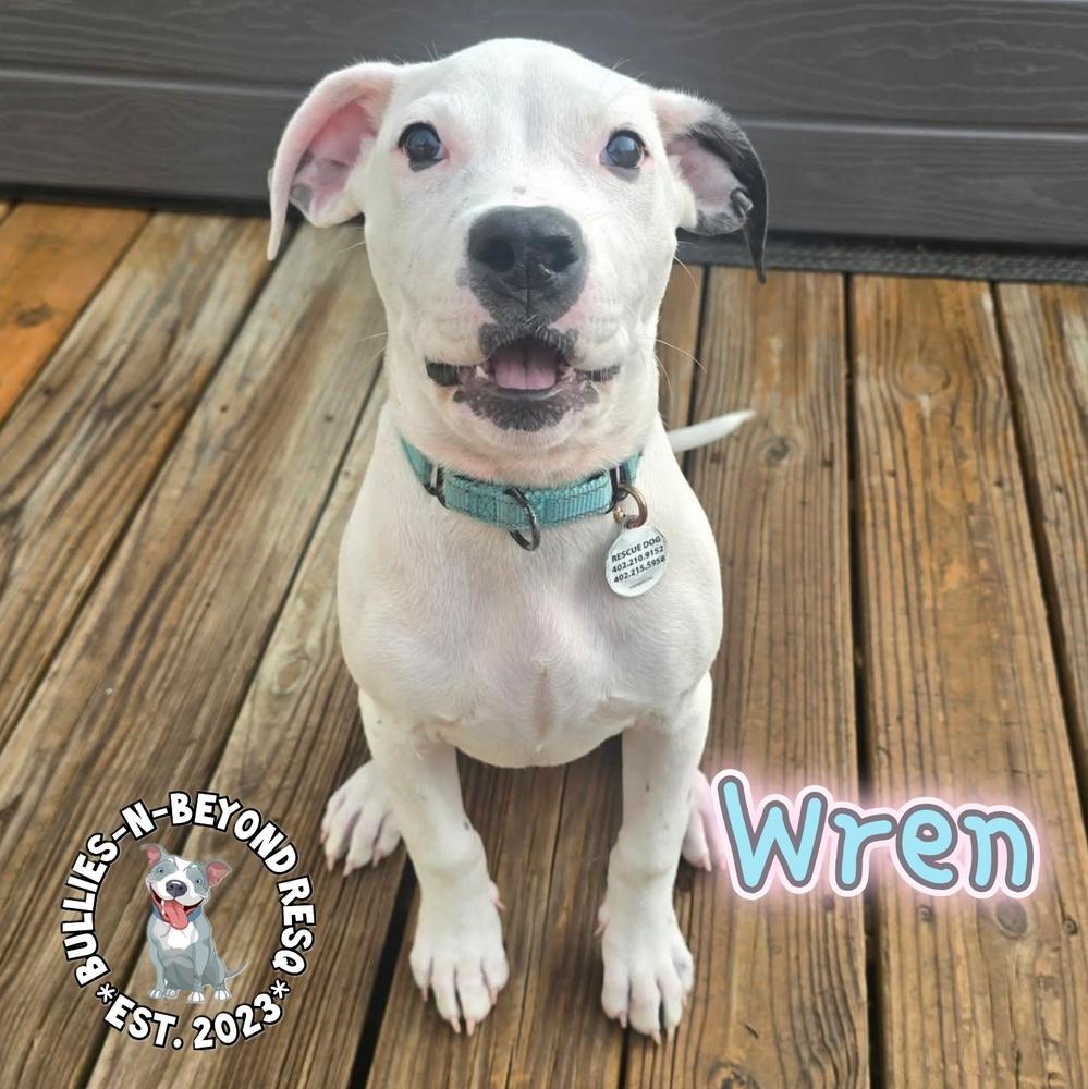 Enlarge Wren, a Adoptable mixed breed in Omaha, NE image 3/6