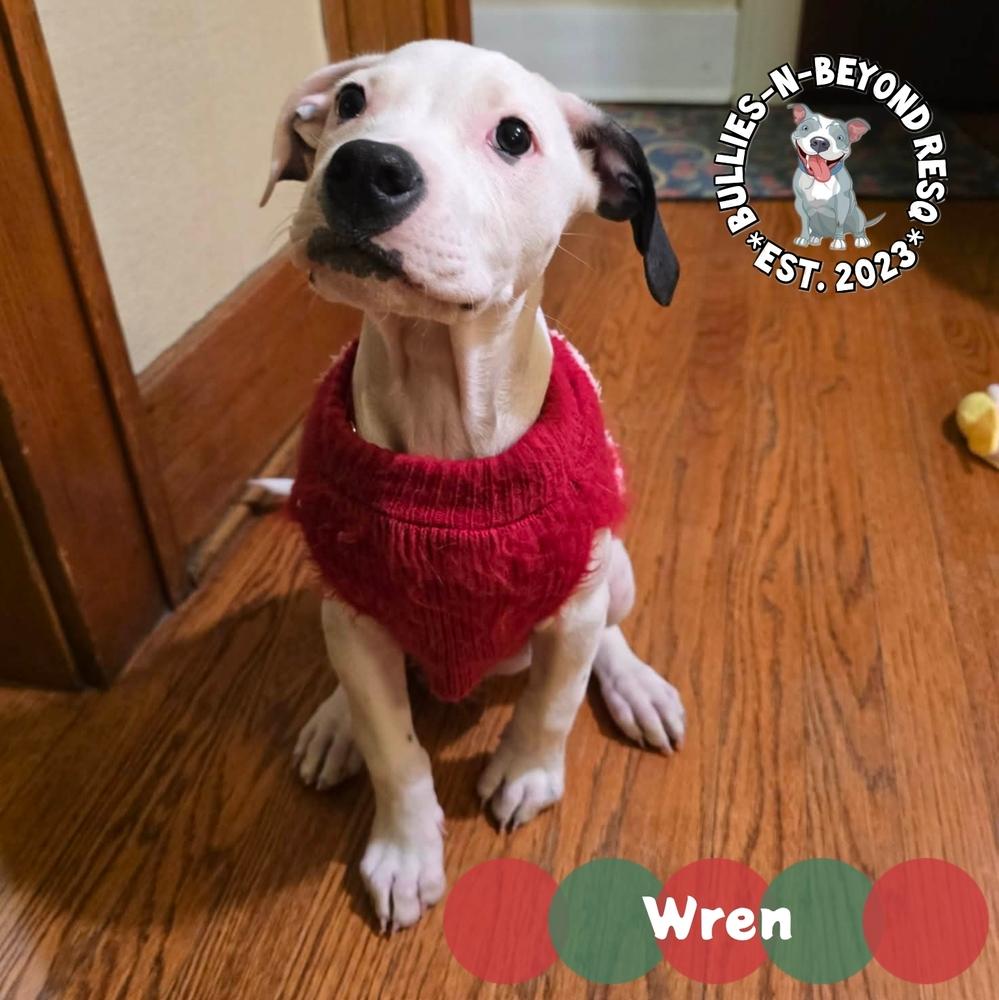 Enlarge Wren, a Adoptable mixed breed in Omaha, NE image 2/5