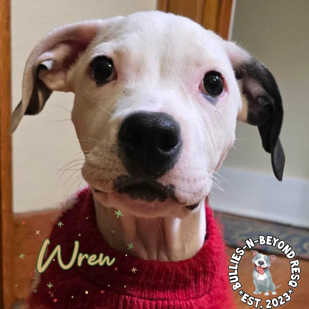 Enlarge Wren, a Adoptable mixed breed in Omaha, NE image 3/5