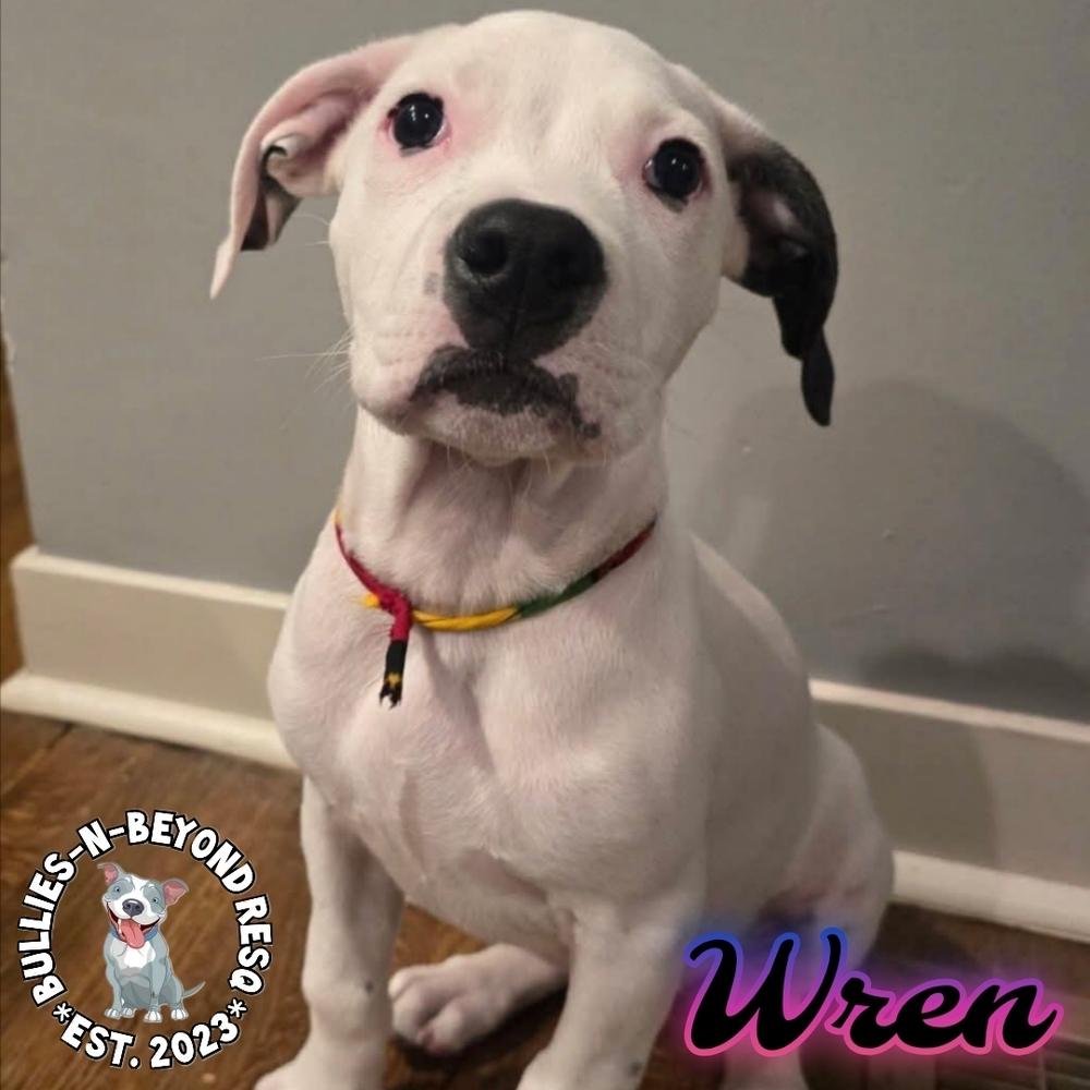 Enlarge Wren, a Adoptable mixed breed in Omaha, NE image 4/5