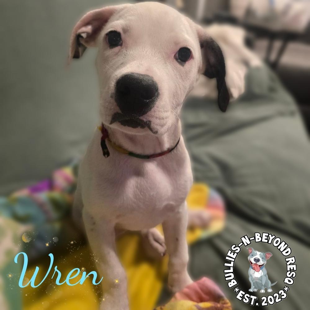 Enlarge Wren, a Adoptable mixed breed in Omaha, NE image 5/5