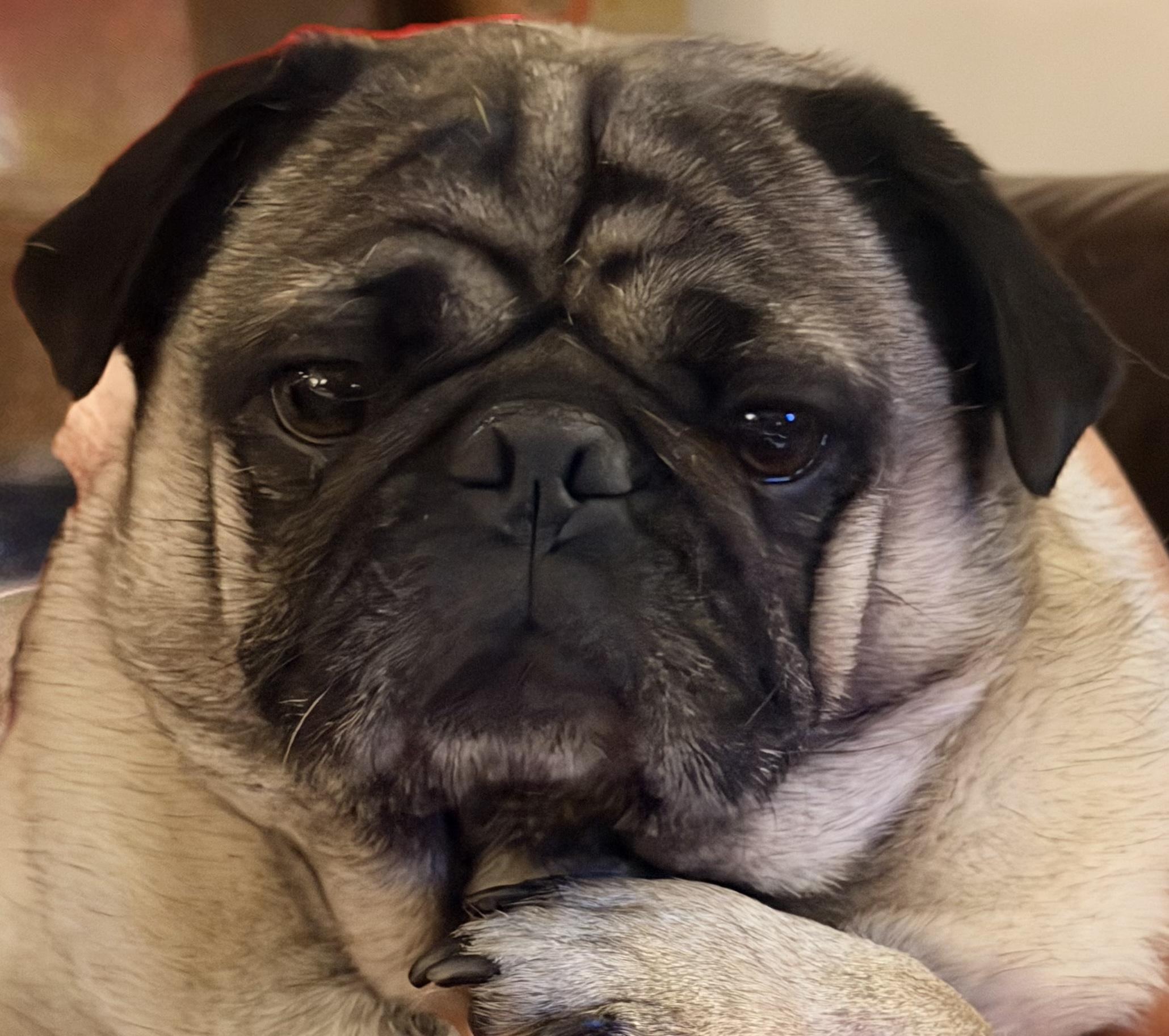 Odin, an adopted Pug in Summerfield, NC image 2/2