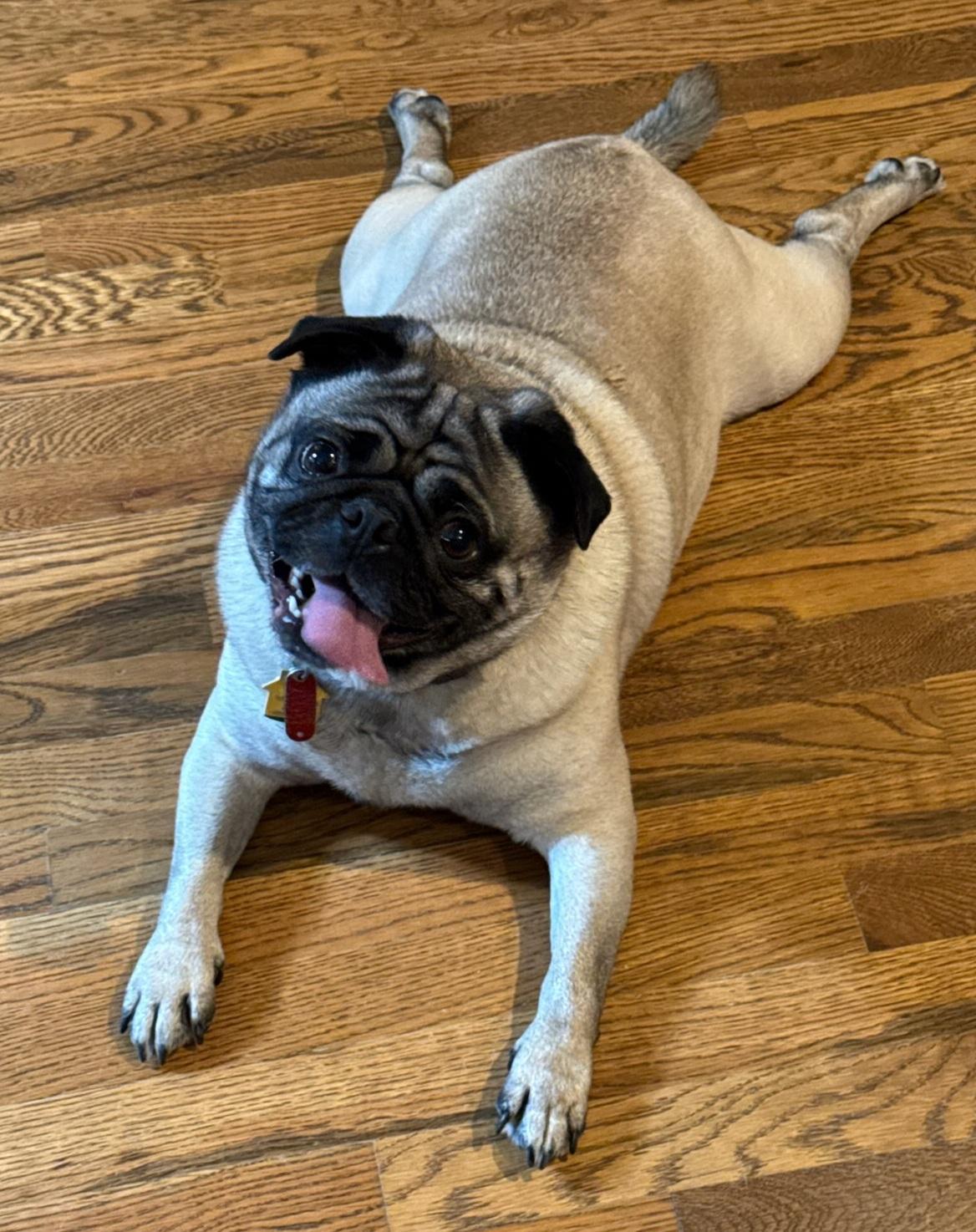 Odin, an adopted Pug in Summerfield, NC image 1/2