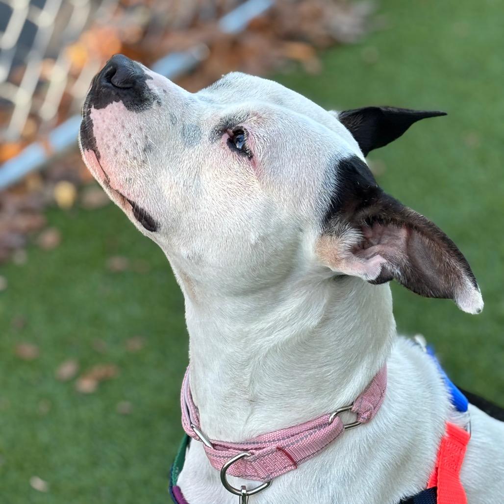 Enlarge Doris, a Adoptable Mixed Breed in Warwick, RI image 1/3