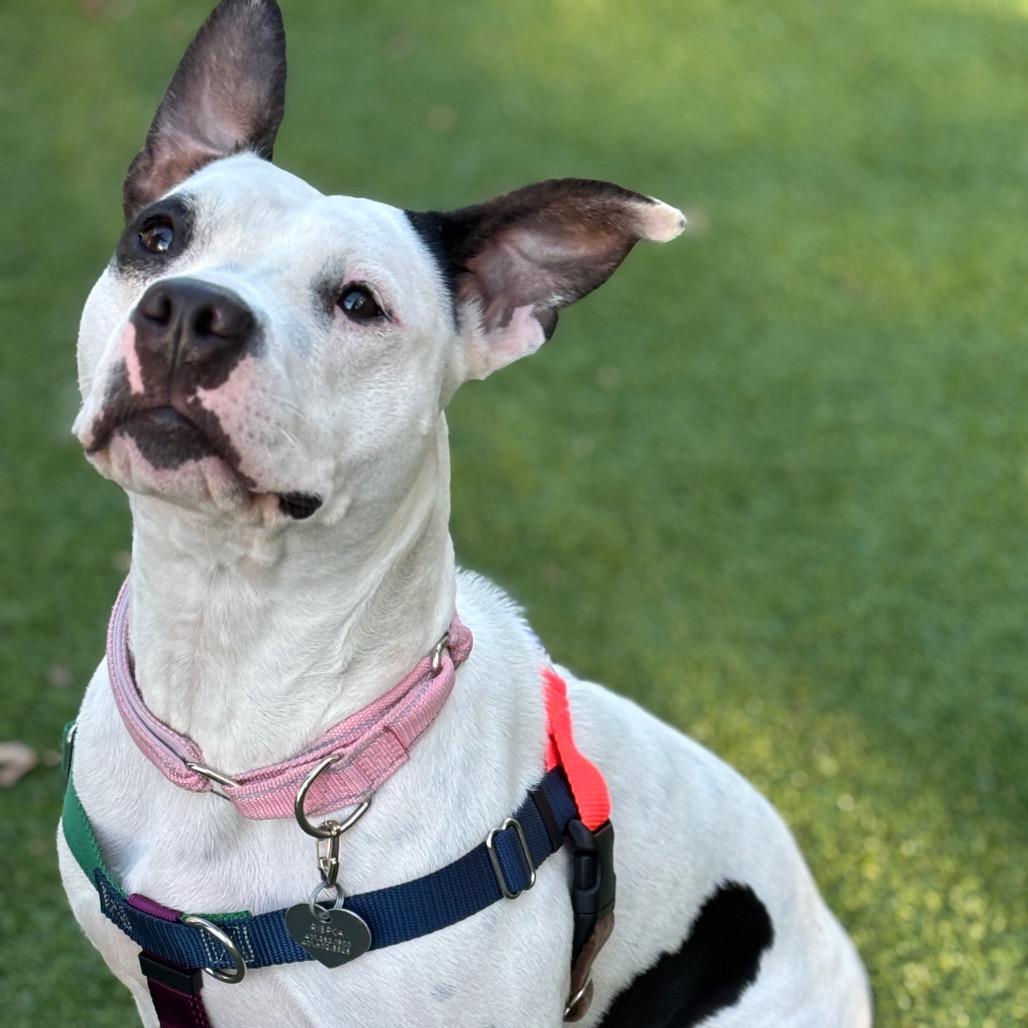 Enlarge Doris, a Adoptable Mixed Breed in Warwick, RI image 2/3