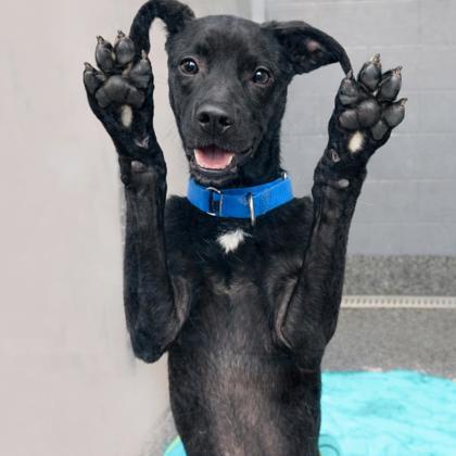 Lucky Charm, Adoptable, Puppy Male Retriever & Mixed Breed.