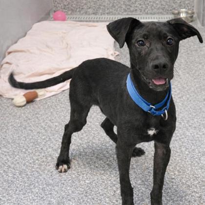 Enlarge Lucky Charm, a Adoptable mixed breed in Voorhees, NJ image 2/3