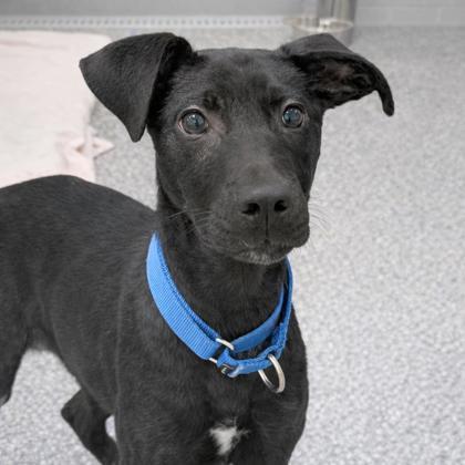 Enlarge Lucky Charm, a Adoptable mixed breed in Voorhees, NJ image 3/3
