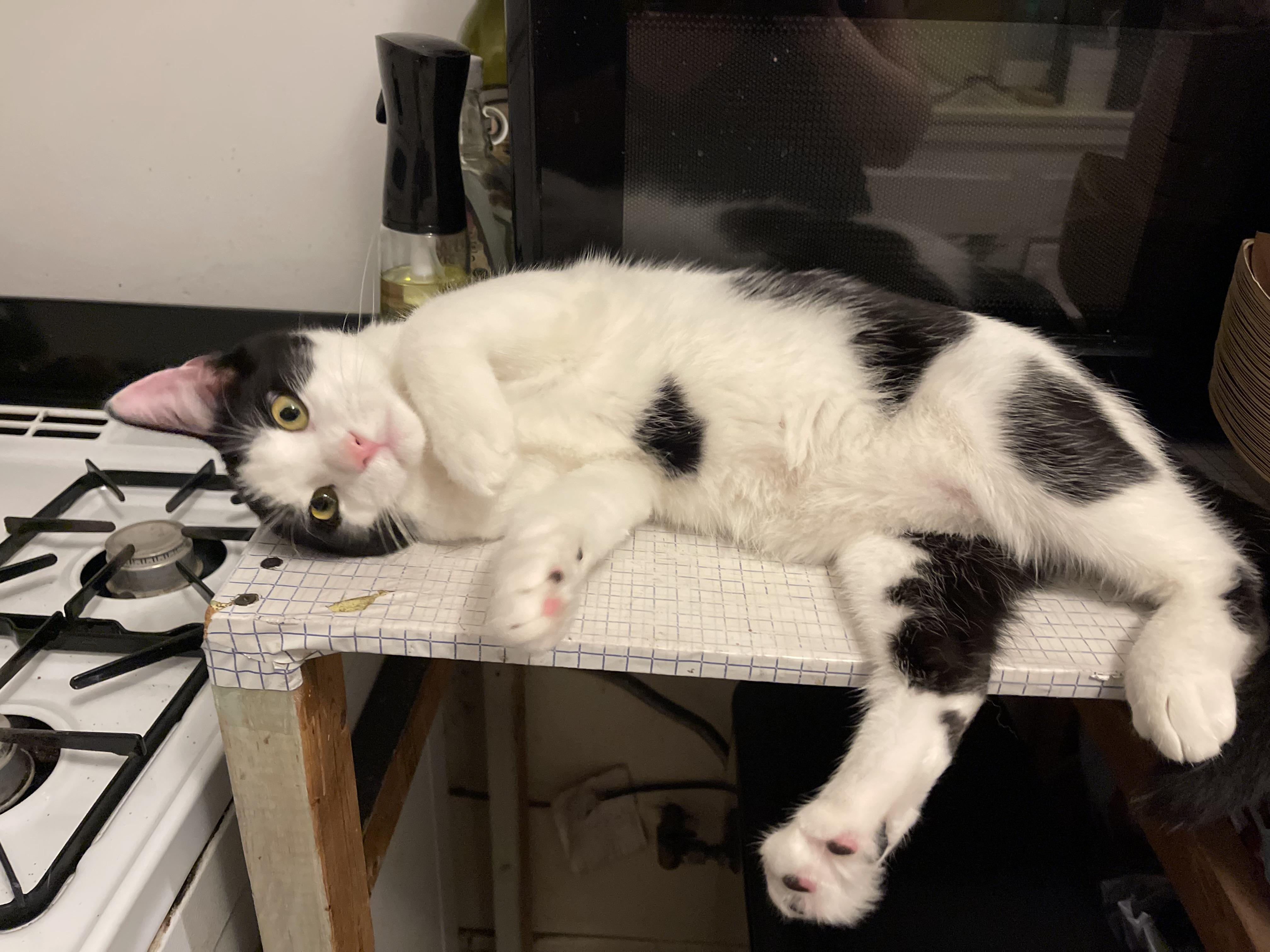 Cookie, a Adoptable Domestic Short Hair in Santa Ana, CA image 3/6