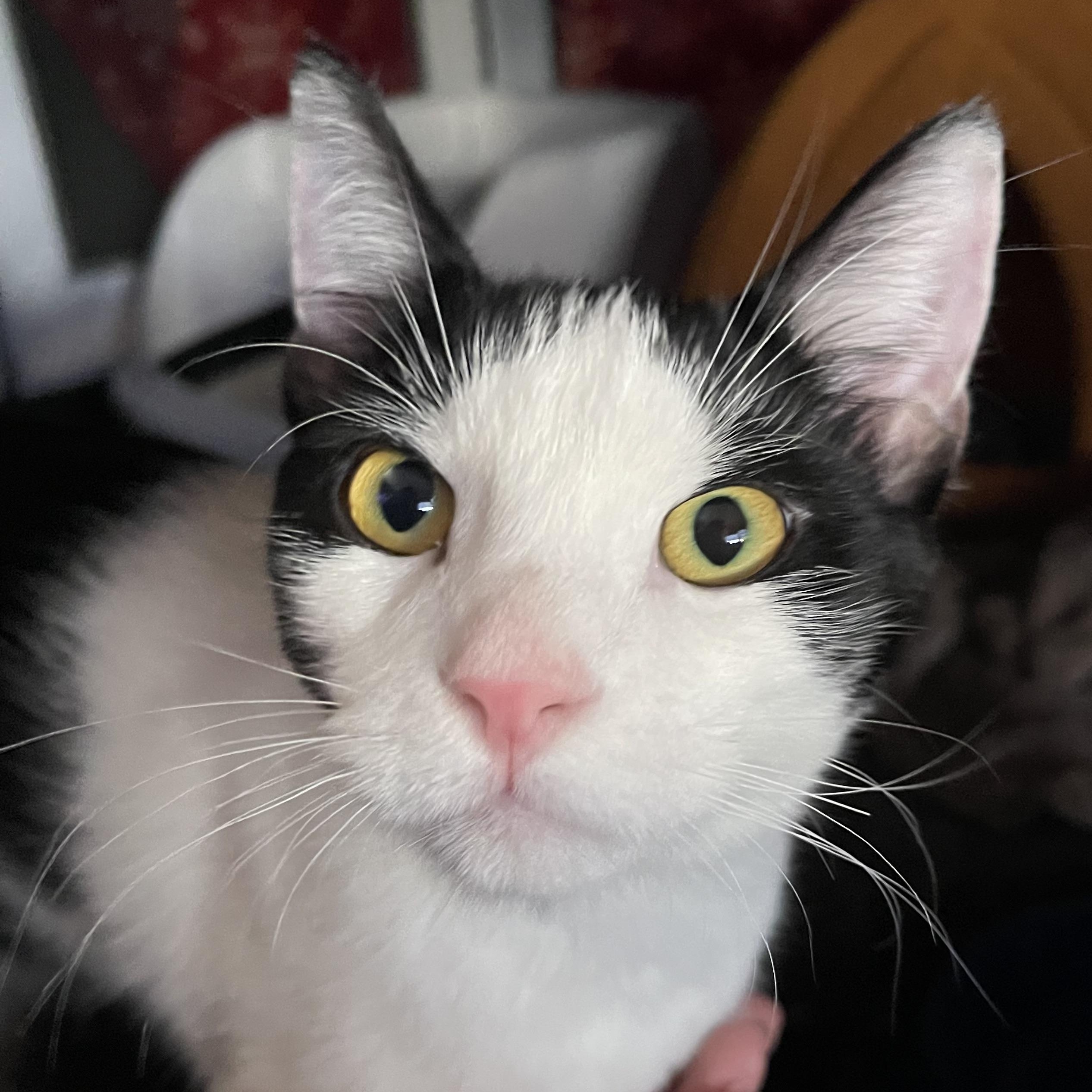 Cookie, a Adoptable Domestic Short Hair in Santa Ana, CA image 2/6