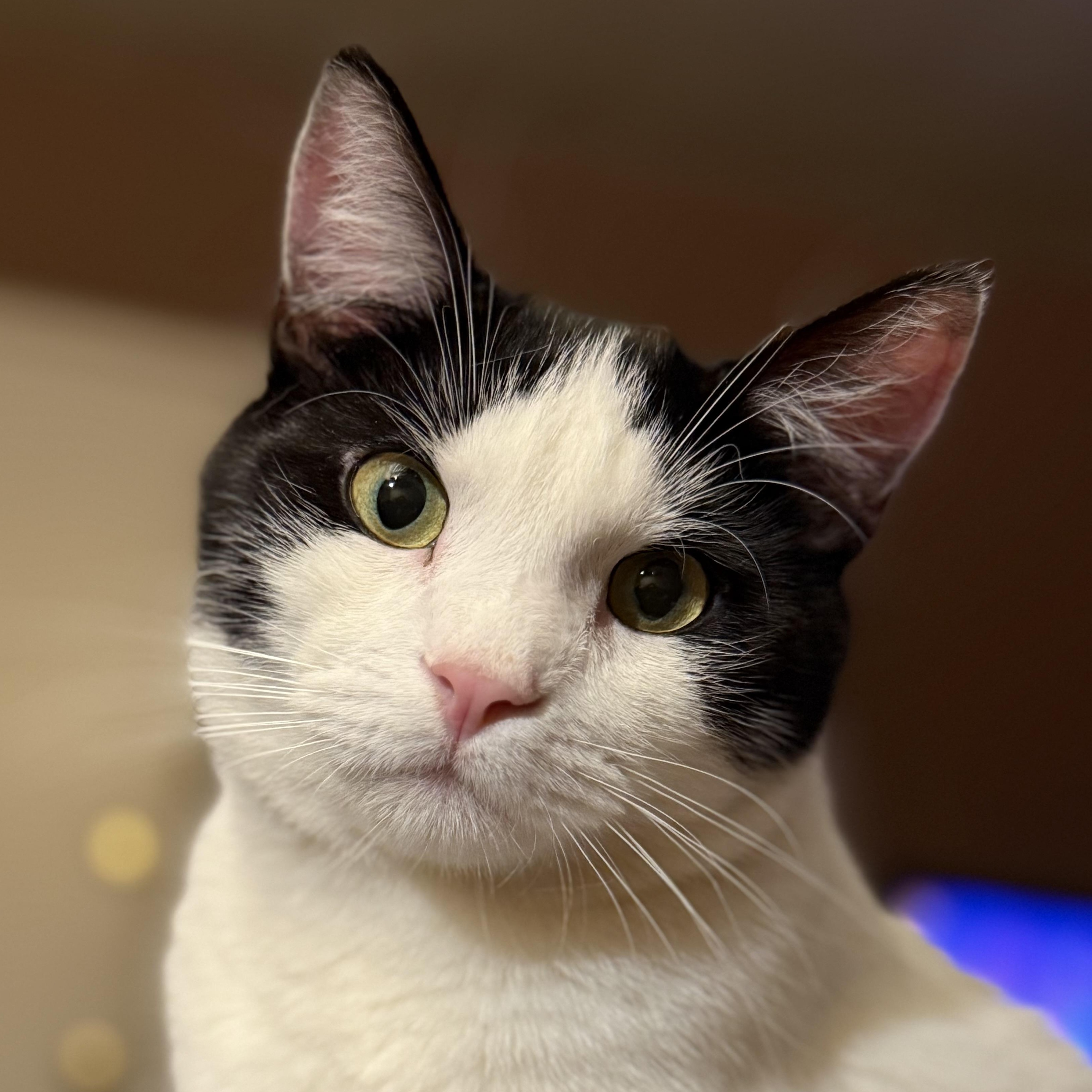 Cookie, Adoptable, Young Male Domestic Short Hair.