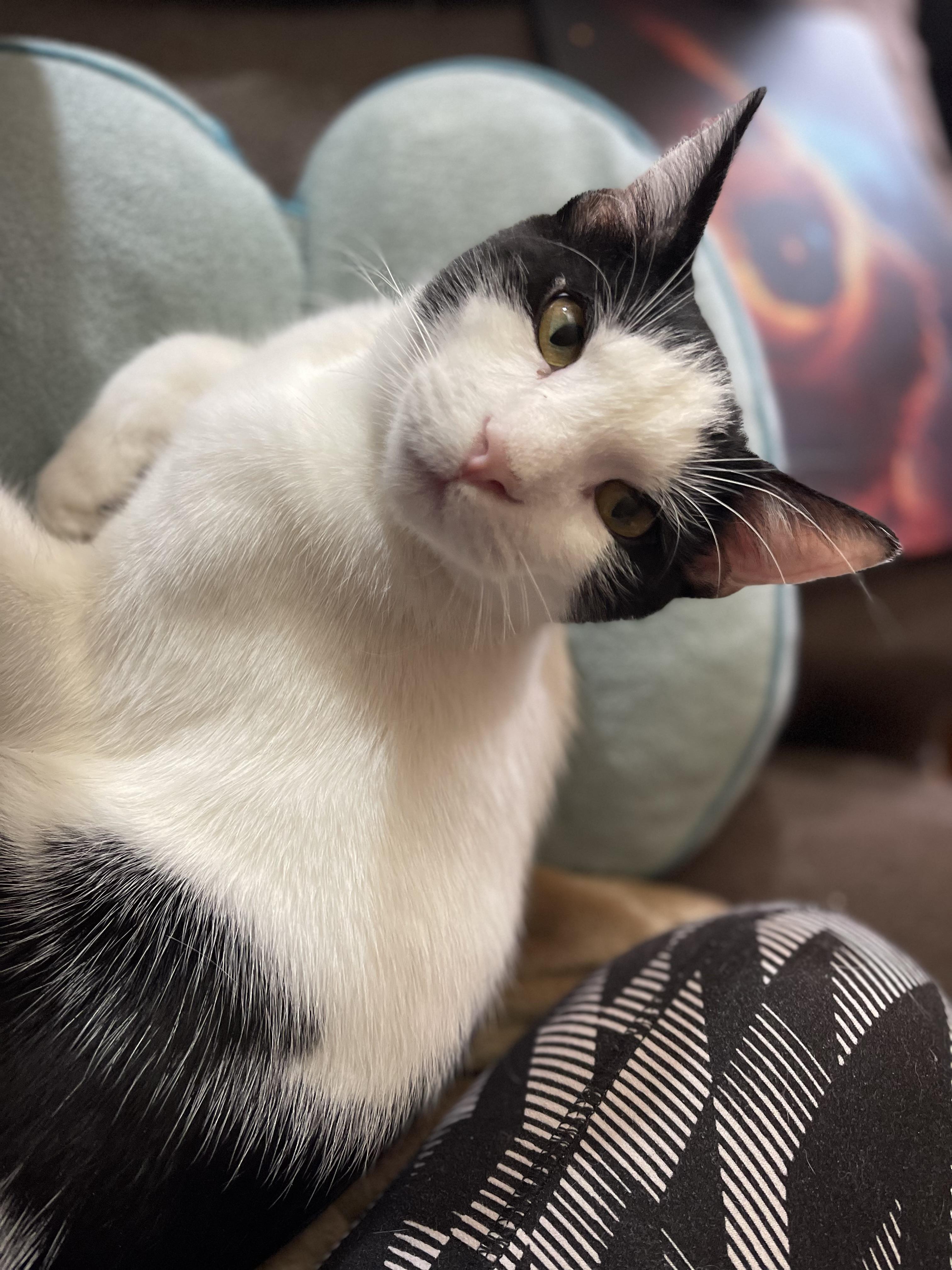 Cookie, a Adoptable Domestic Short Hair in Santa Ana, CA image 4/6