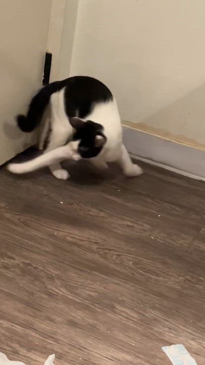 Enlarge Cookie, a Adoptable Domestic Short Hair in Santa Ana, CA video 6/6