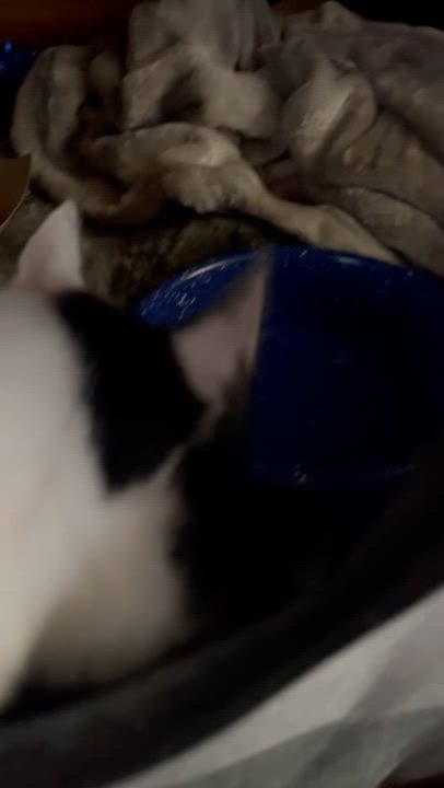 Enlarge Cookie, a Adoptable Domestic Short Hair in Santa Ana, CA video 5/6