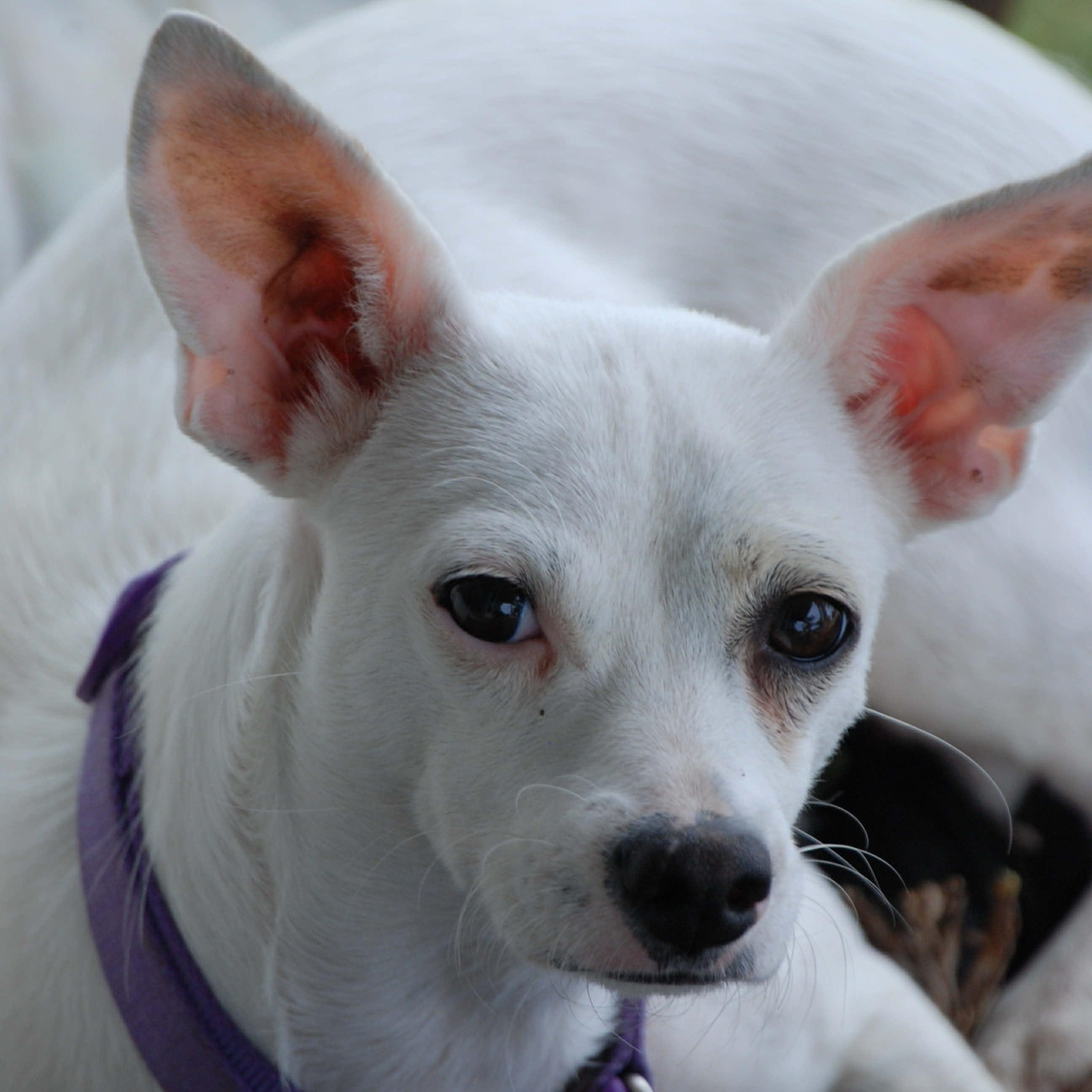 Pearl, ADOPTABLE, Adult Female Chihuahua & Dachshund.