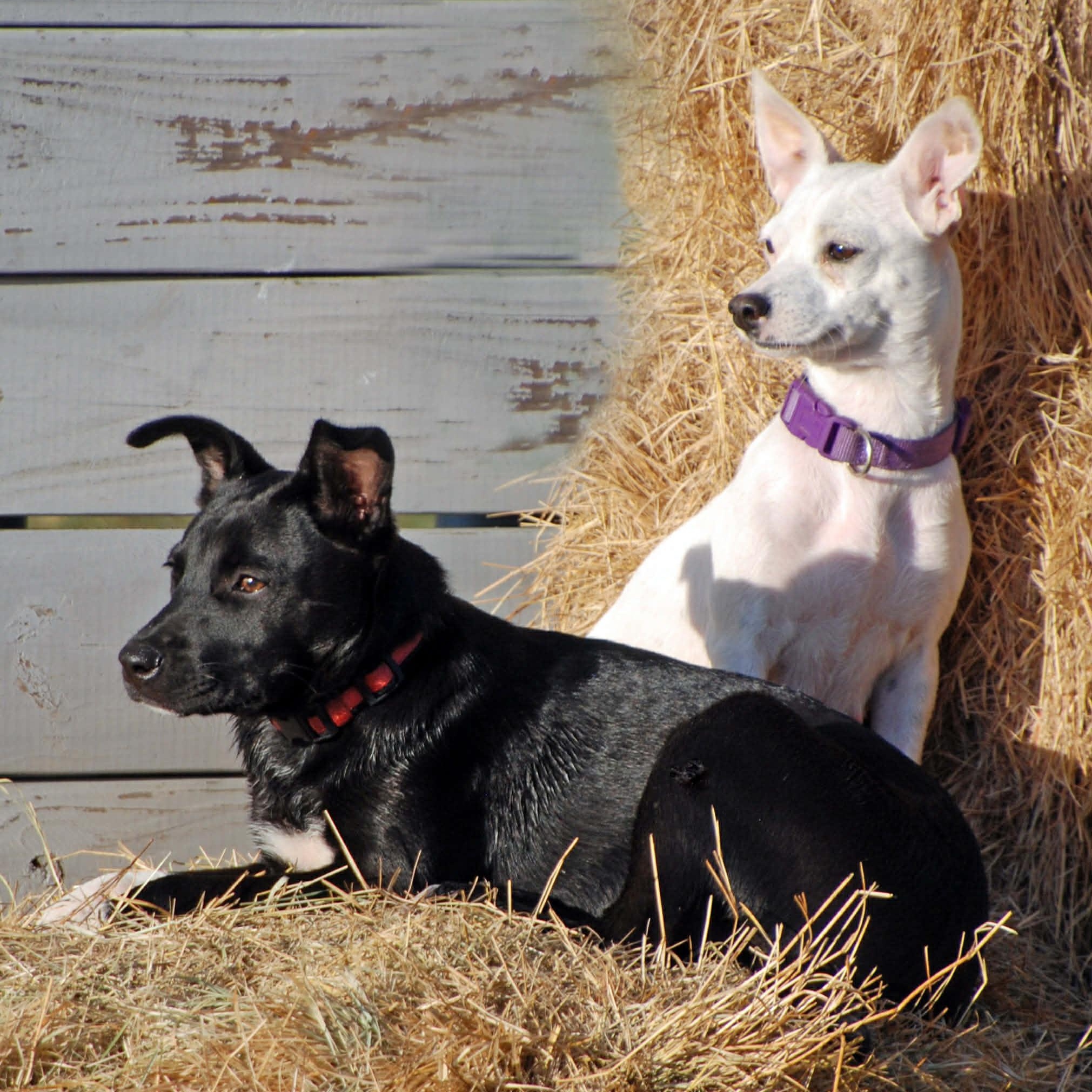 Pearl, a ADOPTABLE mixed breed in Madisonville, TX image 2/6