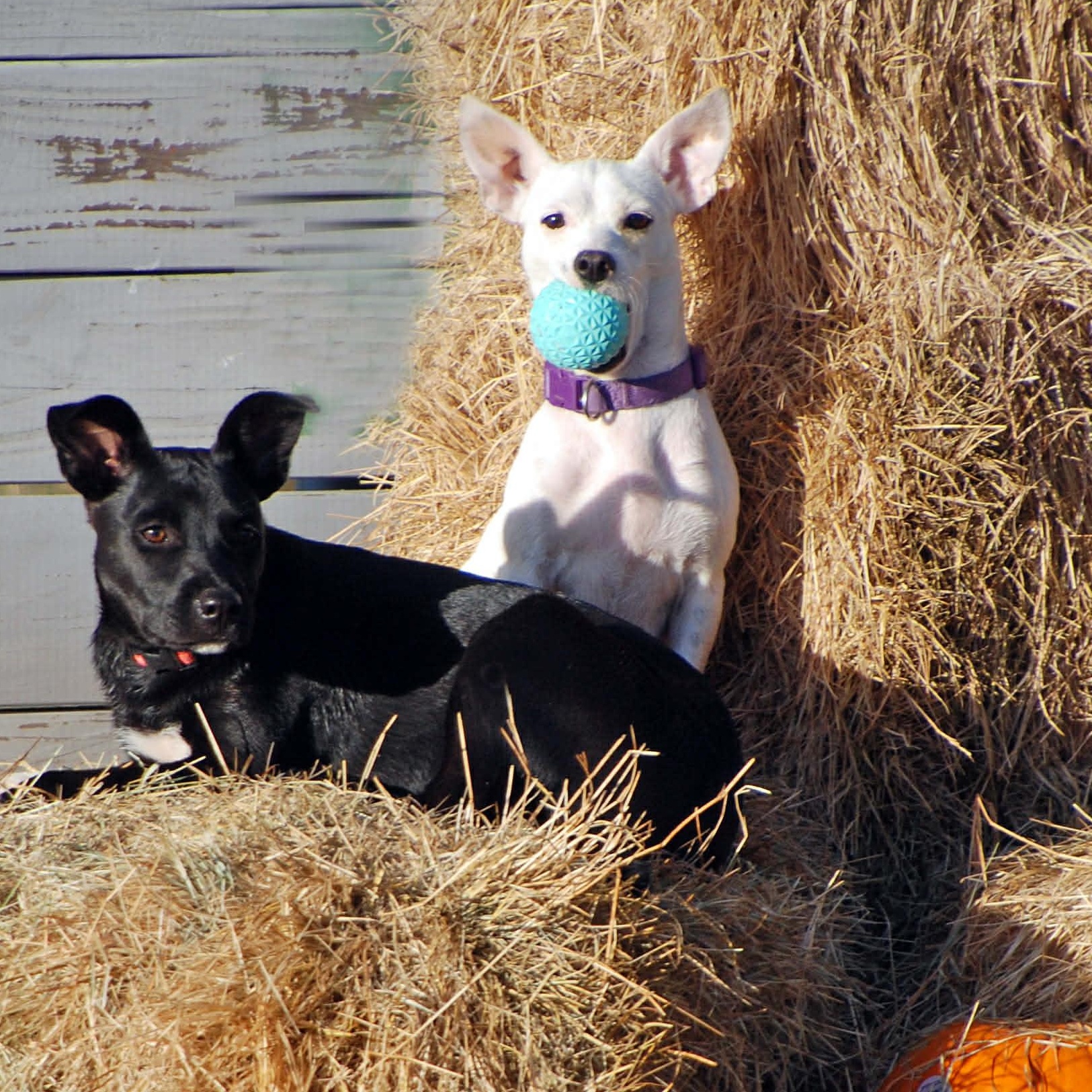 Pearl, a ADOPTABLE mixed breed in Madisonville, TX image 3/6