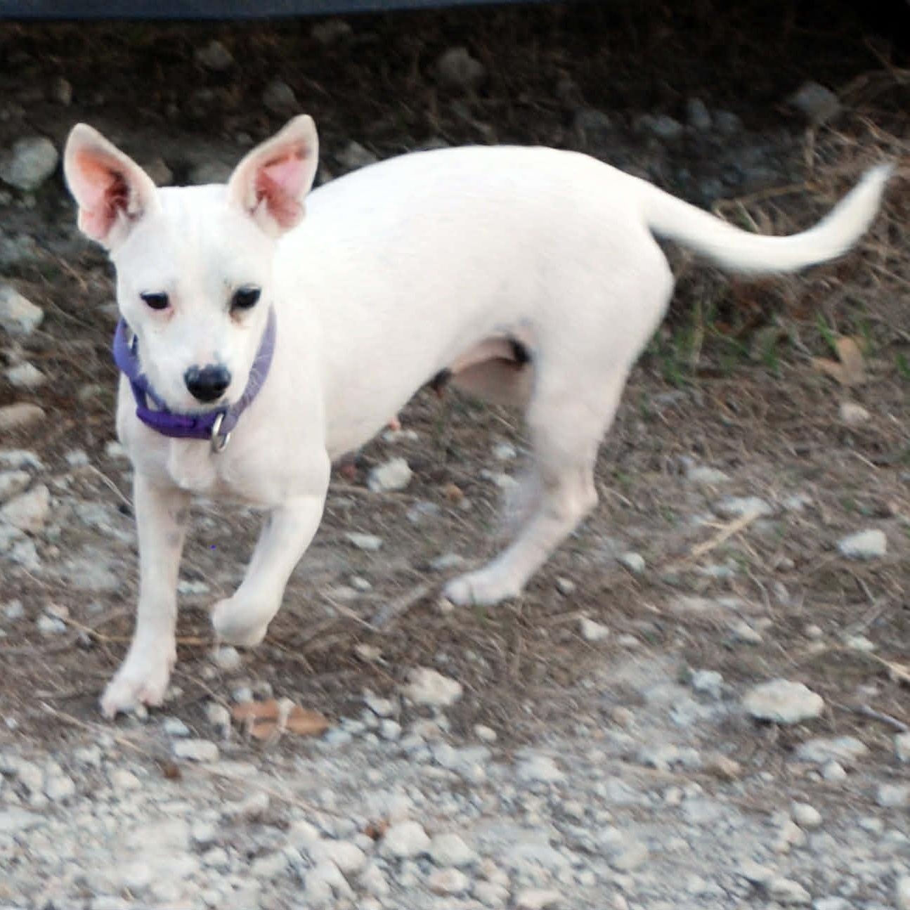 Pearl, a ADOPTABLE mixed breed in Madisonville, TX image 4/6