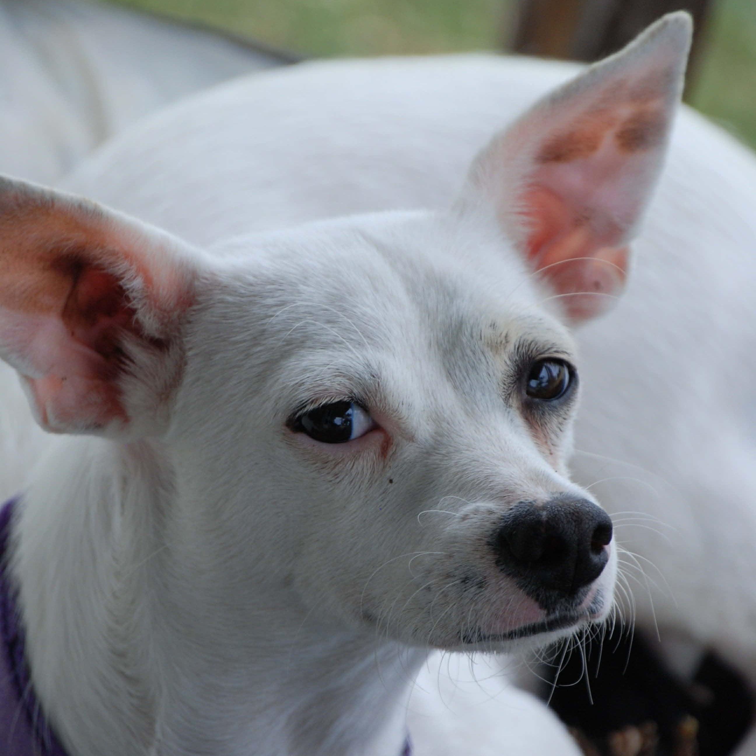 Pearl, a ADOPTABLE mixed breed in Madisonville, TX image 5/6