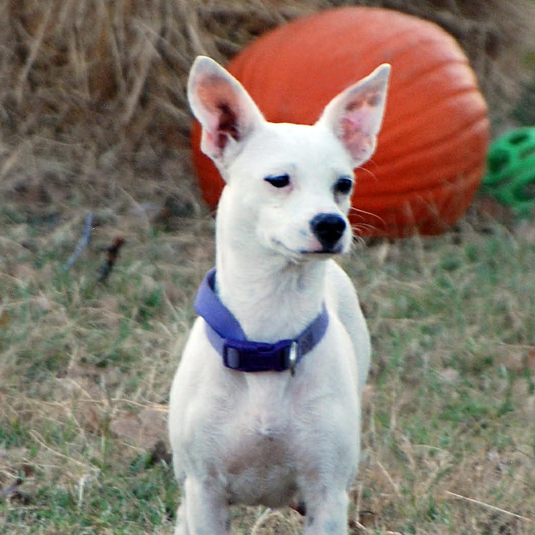 Pearl, a ADOPTABLE mixed breed in Madisonville, TX image 6/6