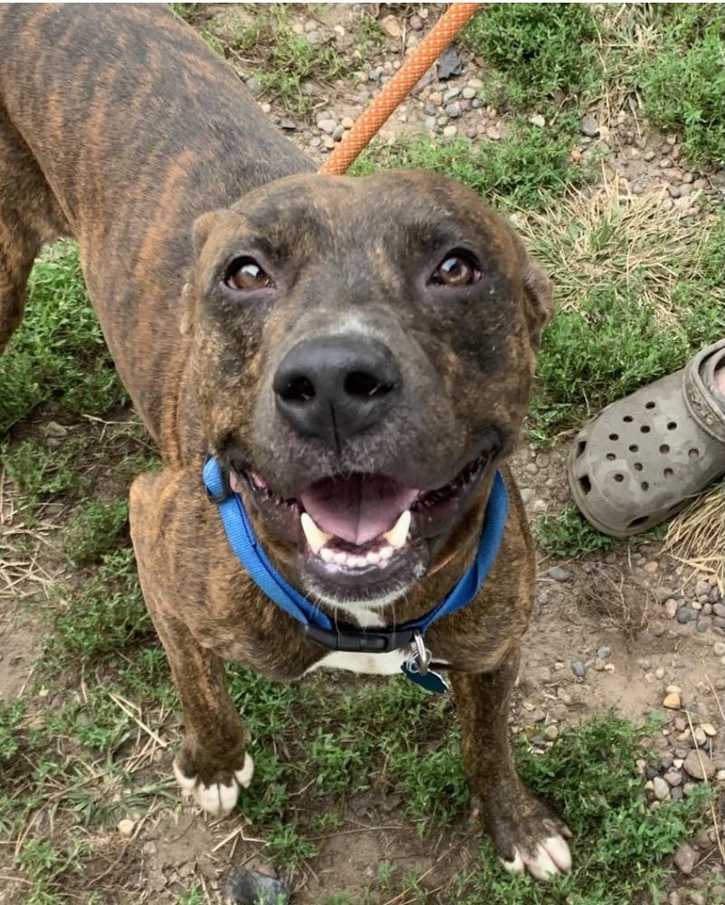 Gunner, Adoptable, Adult Male American Bulldog.