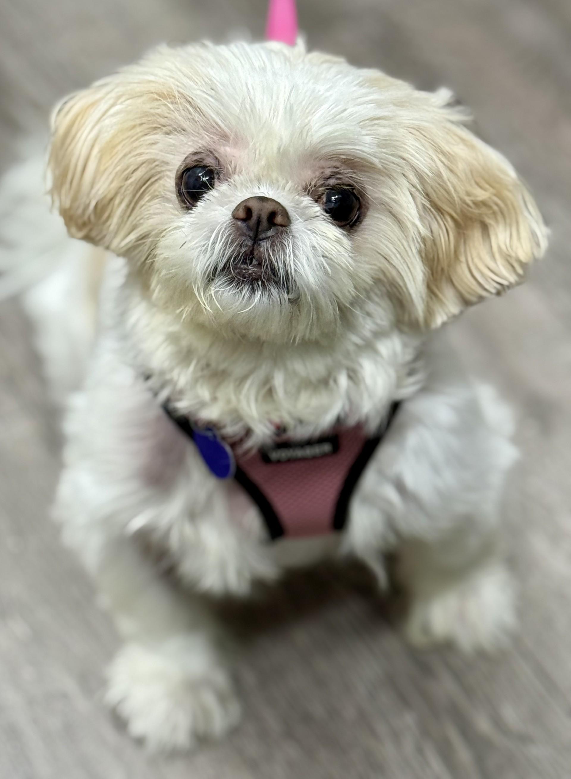 Candy Baby, an adopted Shih Tzu in Los Alamitos, CA image 6/6