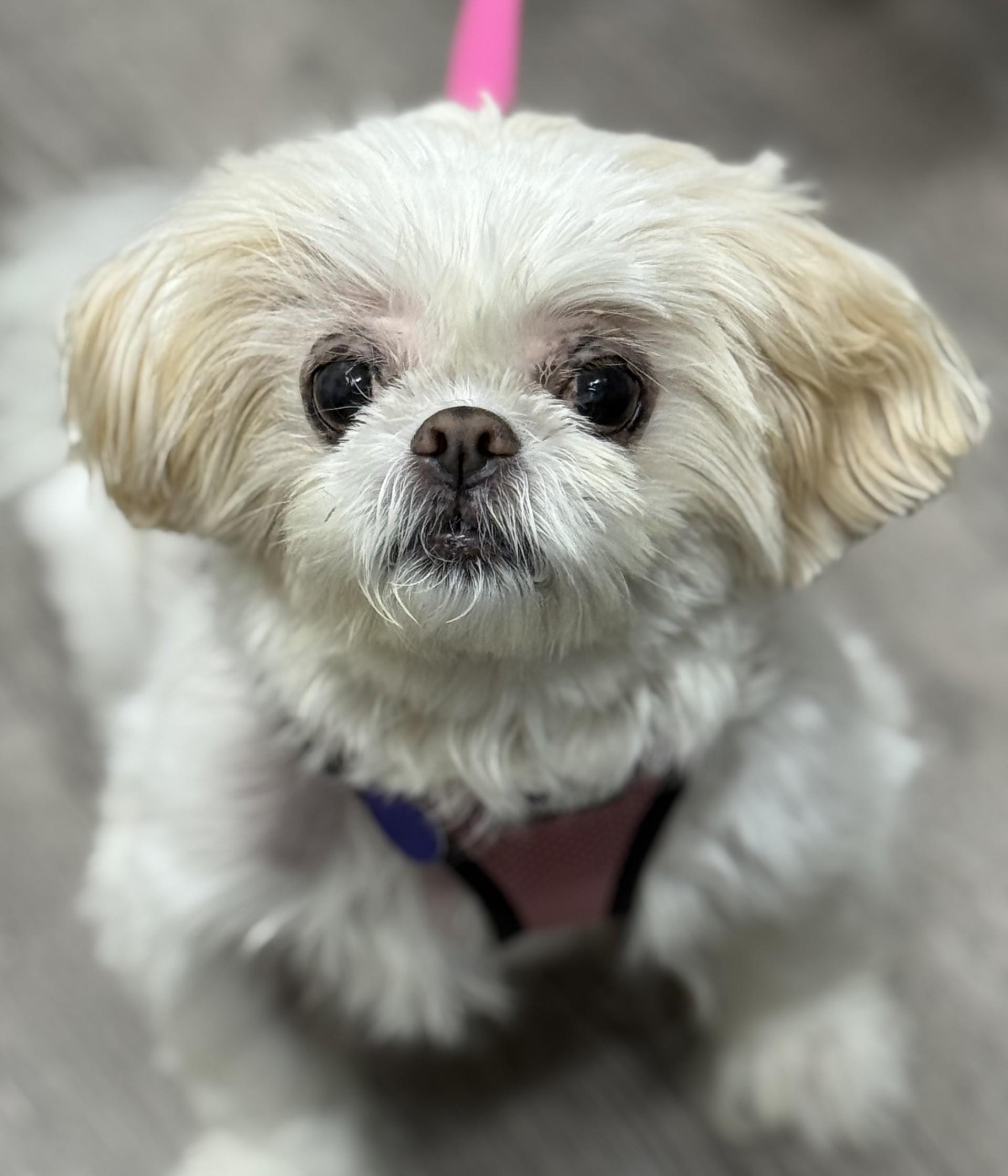 Candy Baby, adopted, Senior Female Shih Tzu.