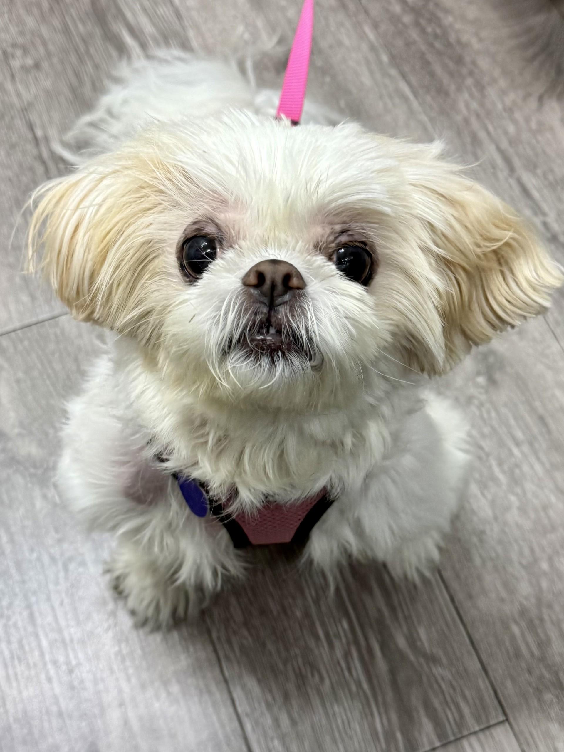 Candy Baby, an adopted Shih Tzu in Los Alamitos, CA image 2/6