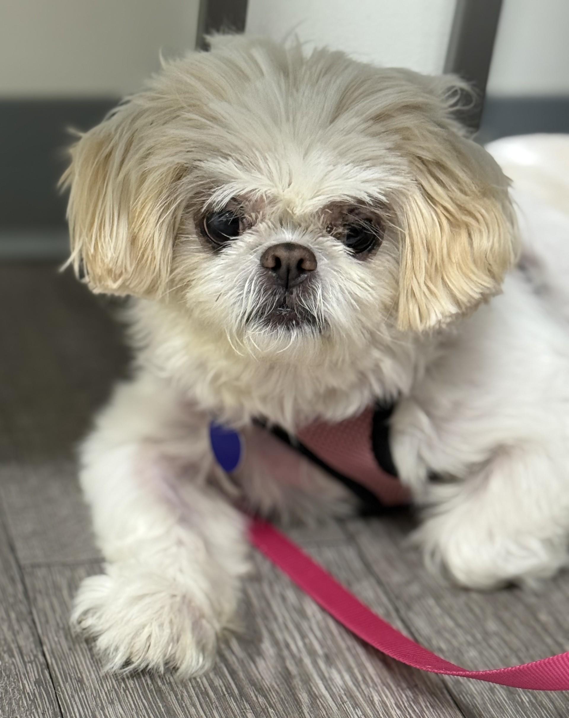 Candy Baby, an adopted Shih Tzu in Los Alamitos, CA image 4/6