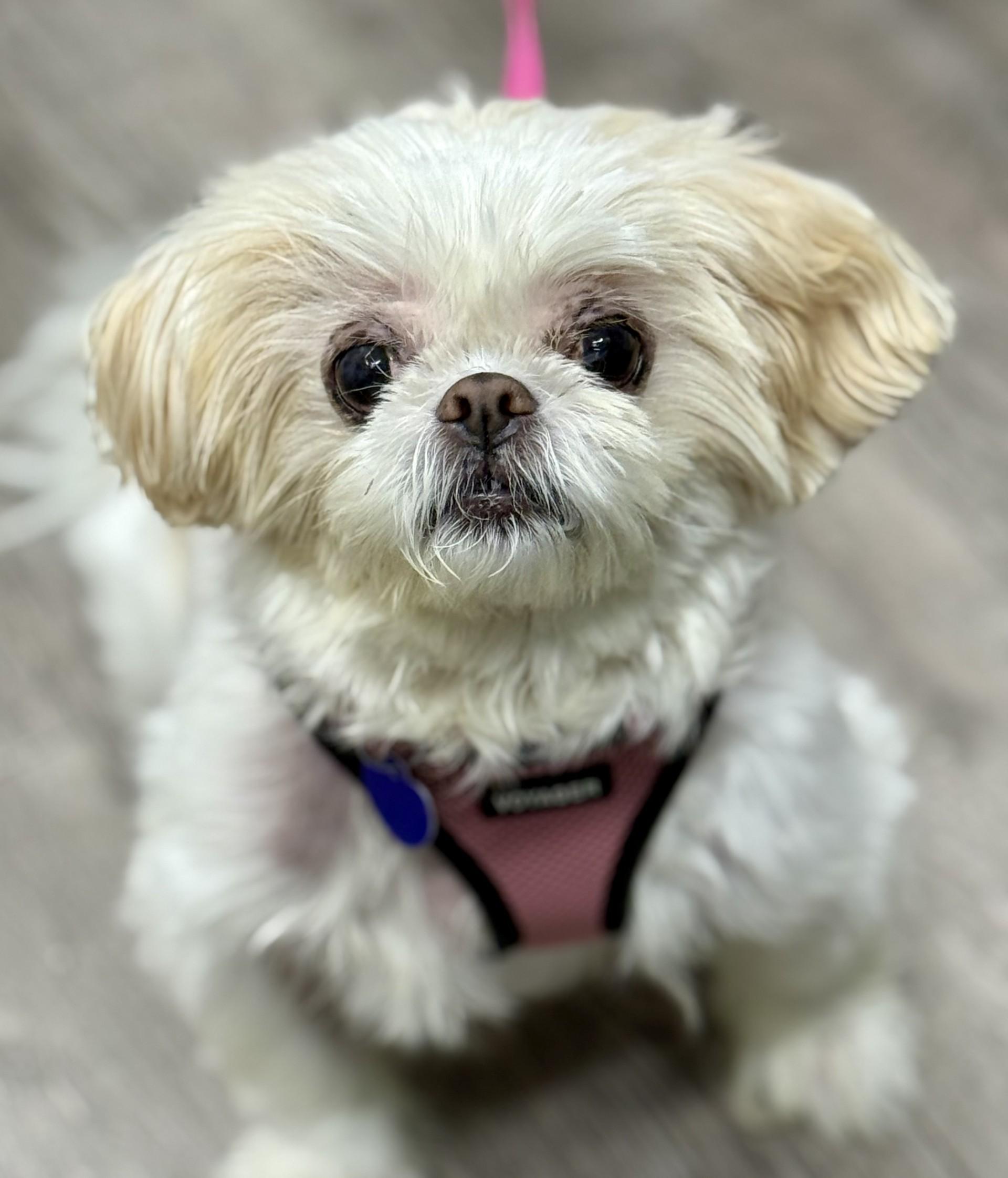 Candy Baby, an adopted Shih Tzu in Los Alamitos, CA image 3/6