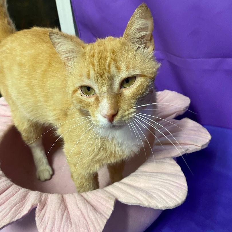 Gustav, a Adoptable Domestic Short Hair in North Myrtle Beach, SC image 1/2
