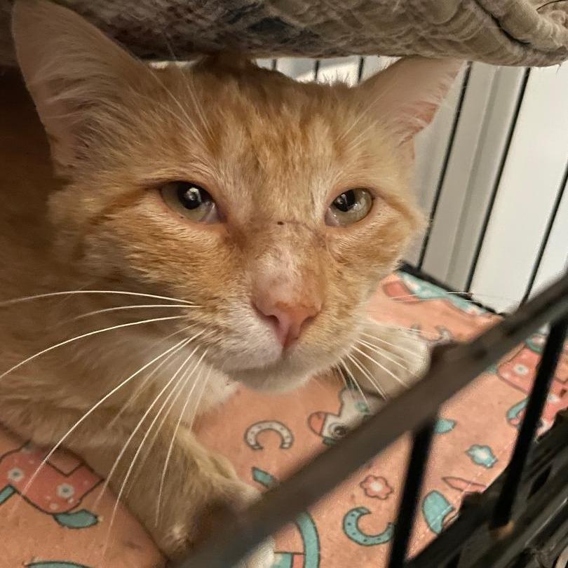 Gustav, a Adoptable Domestic Short Hair in North Myrtle Beach, SC image 2/2
