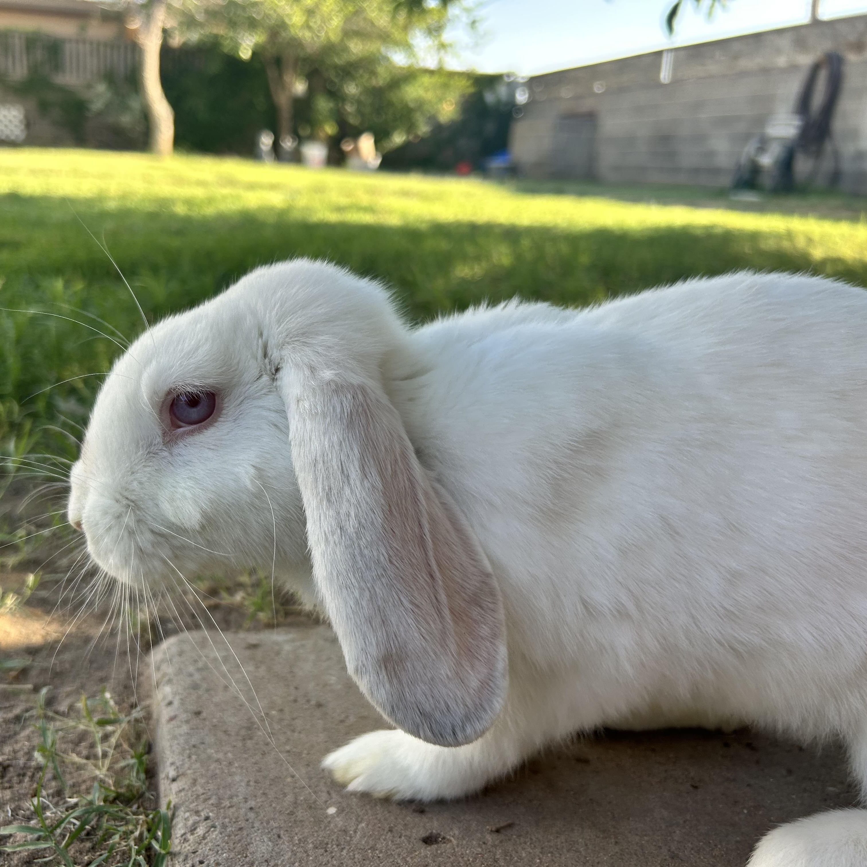 Enlarge Honey, a Adopted Lop Eared in Marfa, TX image 1/6