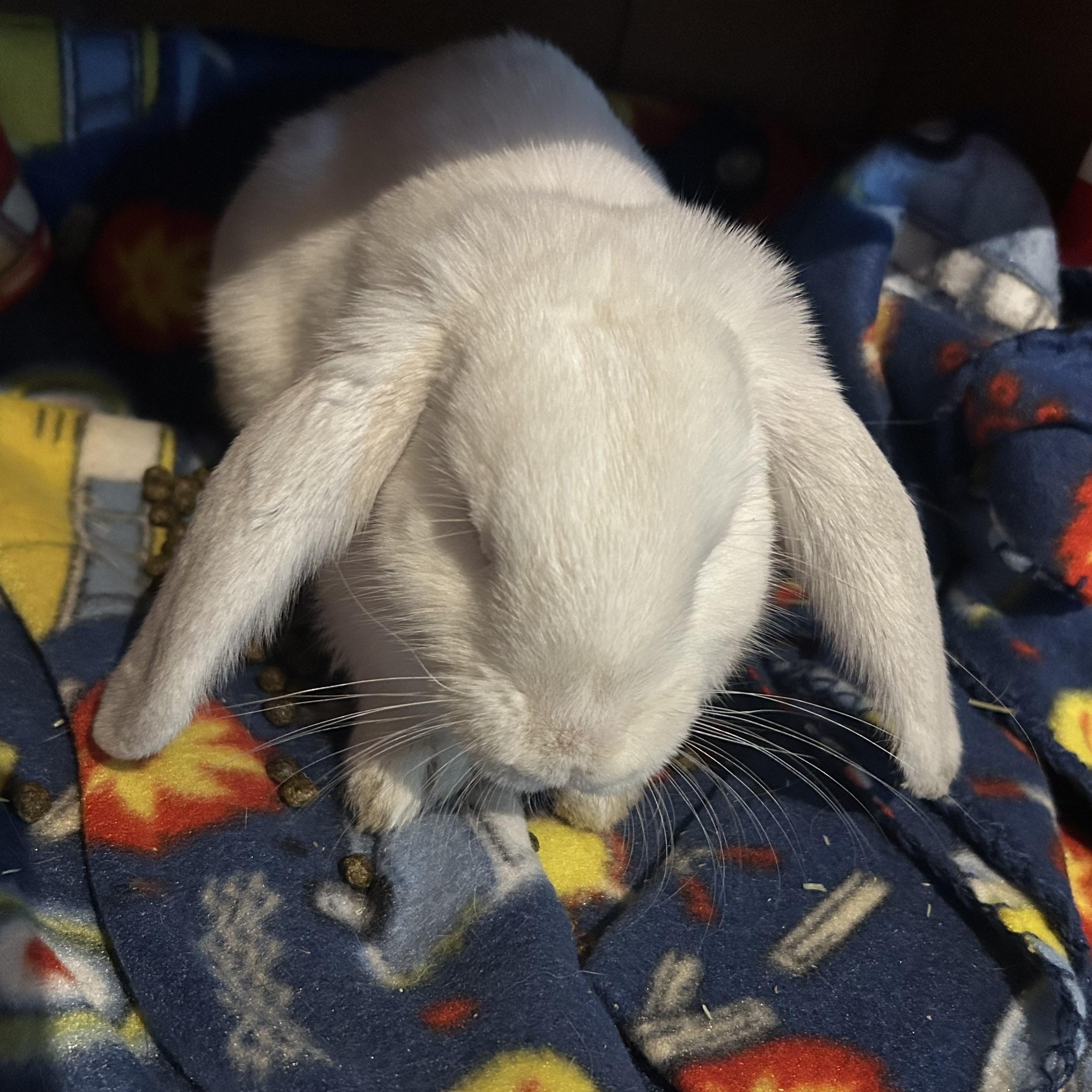 Enlarge Honey, a Adopted Lop Eared in Marfa, TX image 4/6