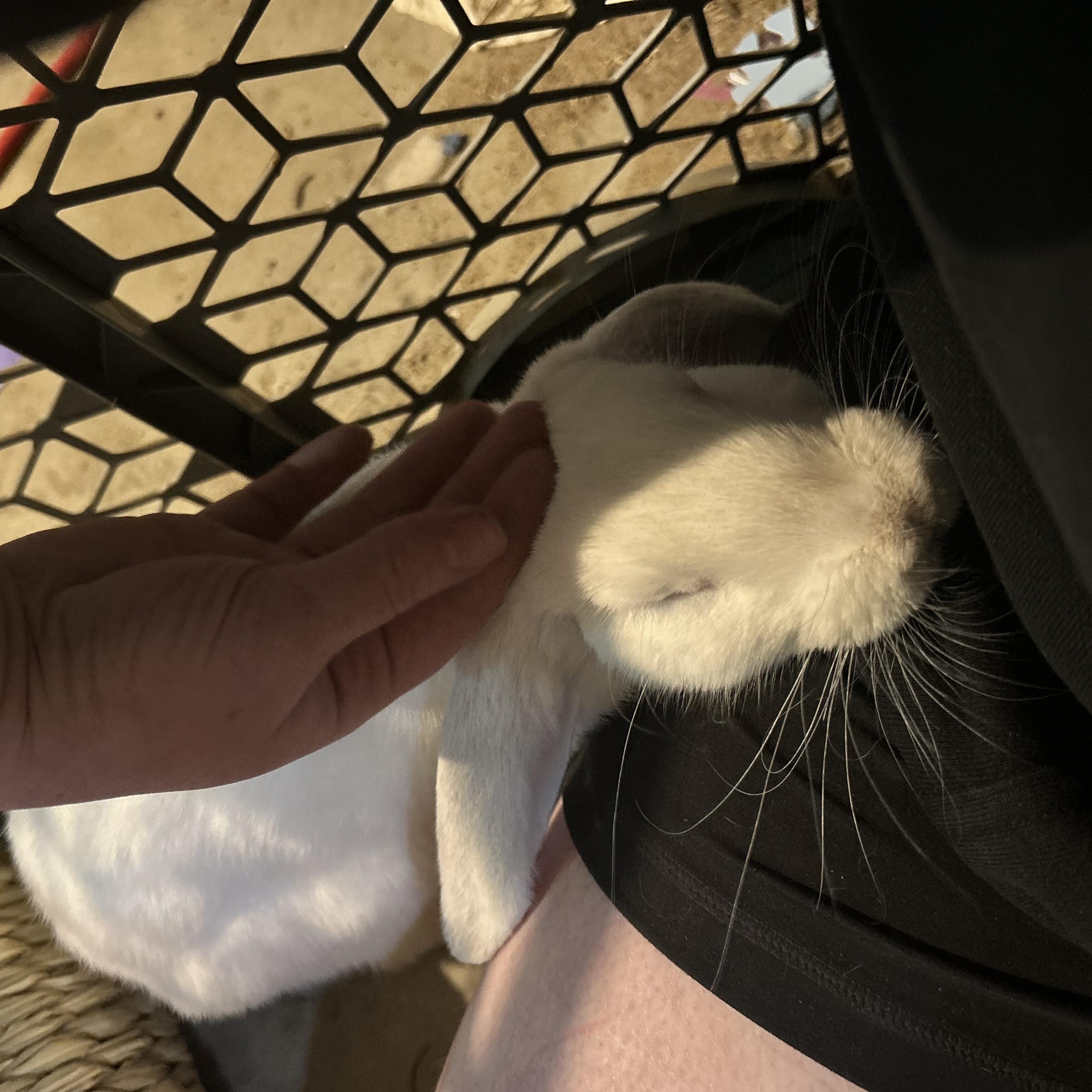 Enlarge Honey, a Adopted Lop Eared in Marfa, TX image 6/6