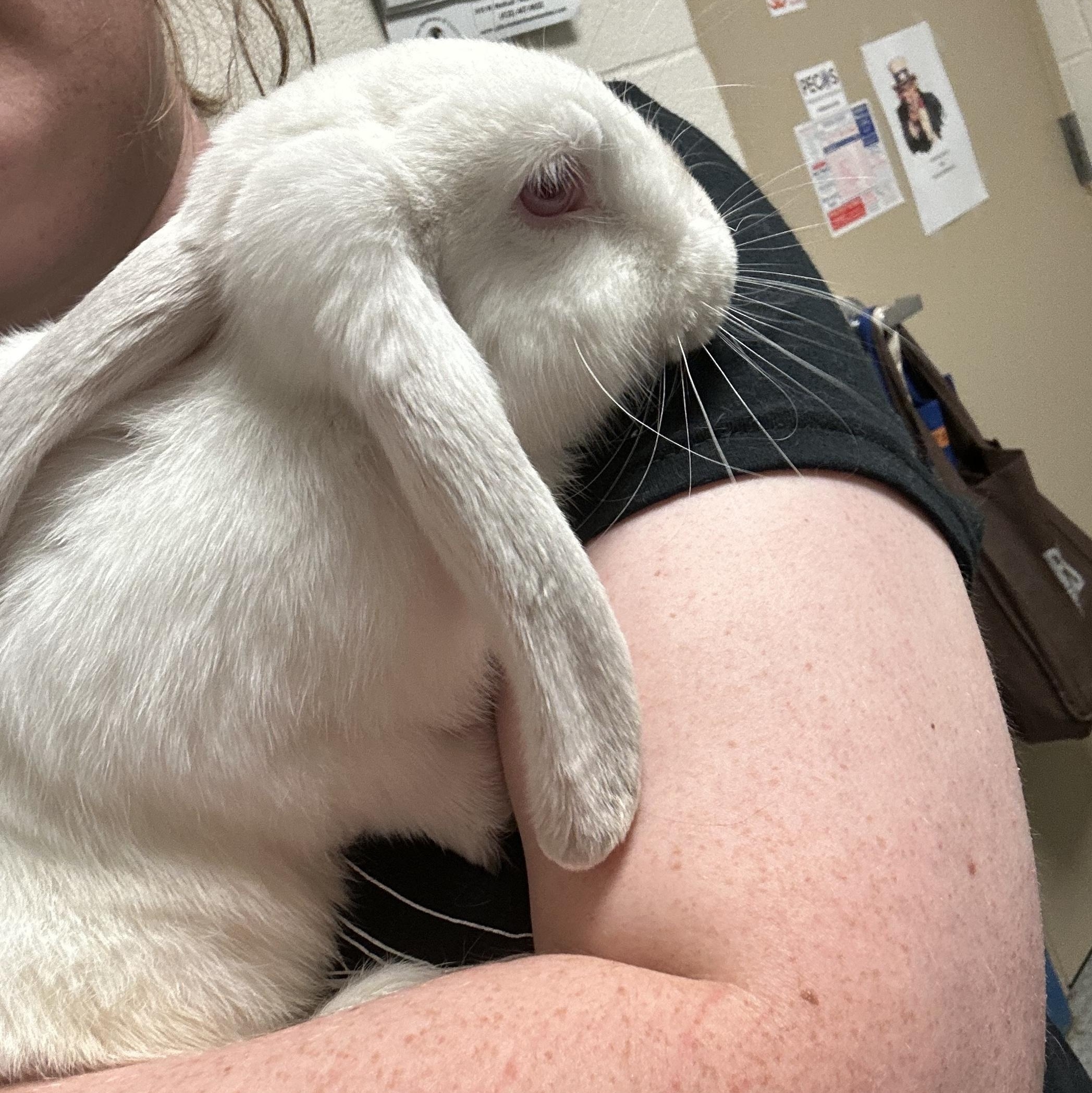 Enlarge Honey, a Adopted Lop Eared in Marfa, TX image 5/6