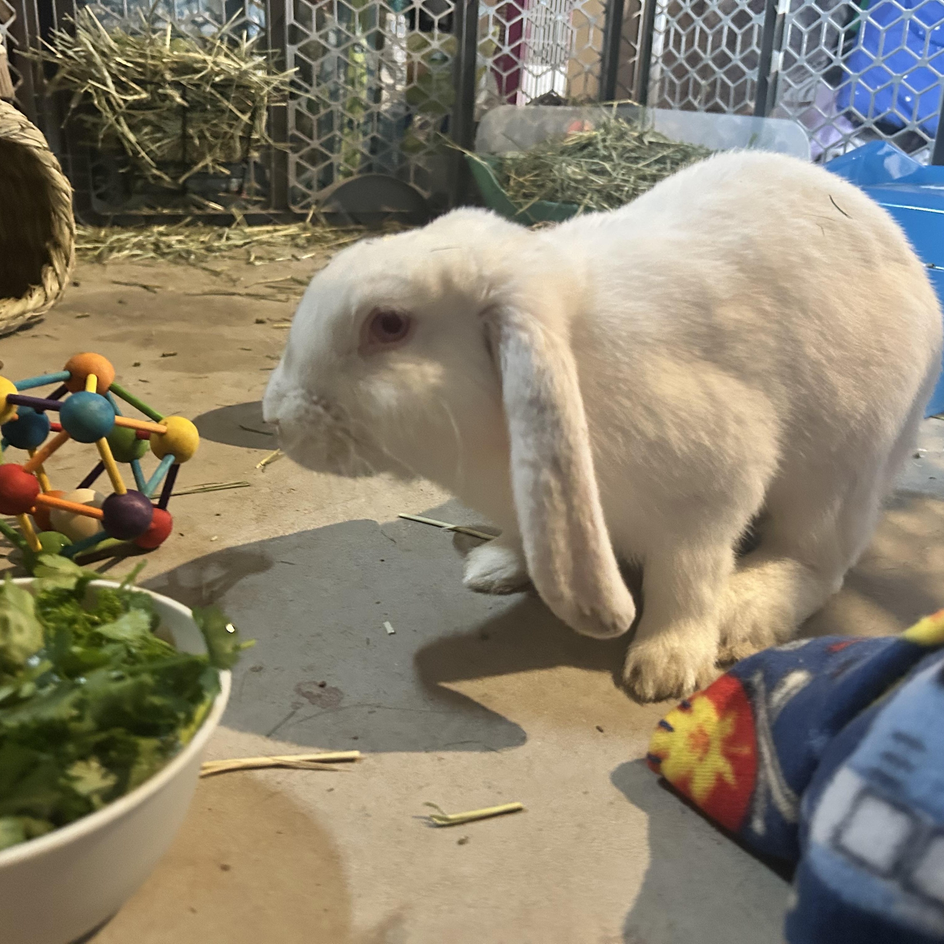 Enlarge Honey, a Adopted Lop Eared in Marfa, TX image 2/6
